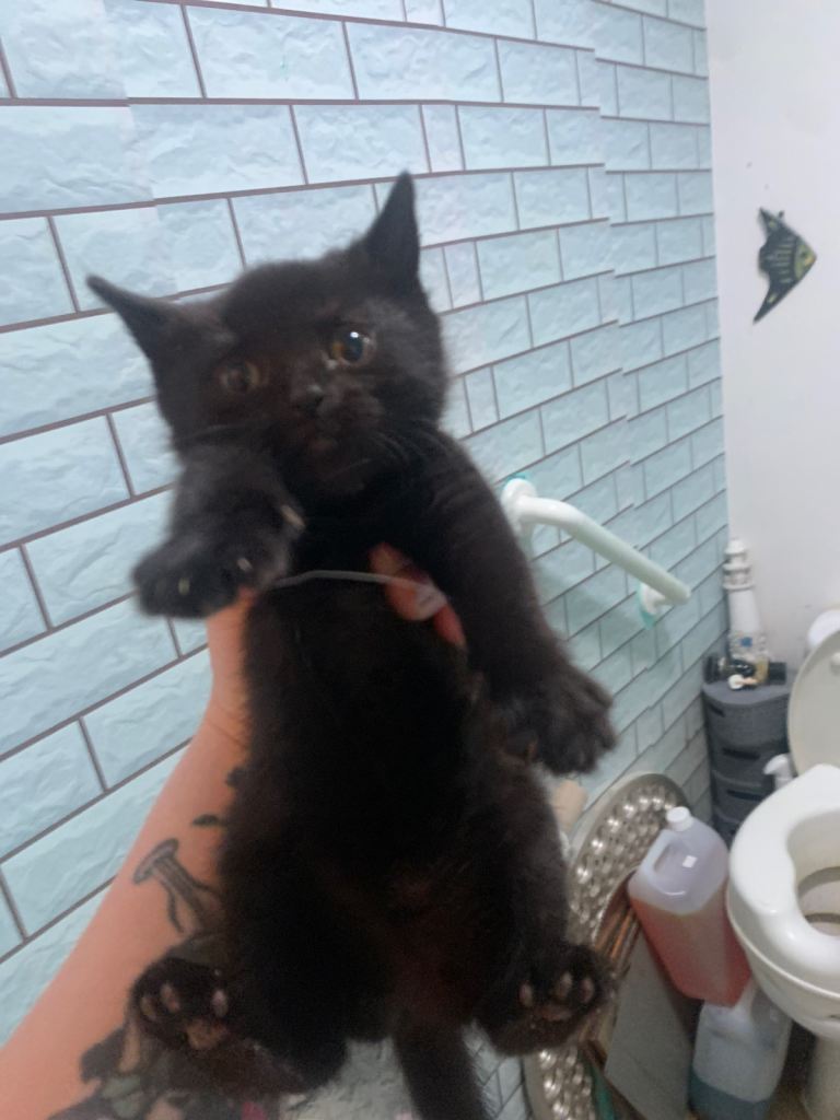 Kitten s ready to go now 