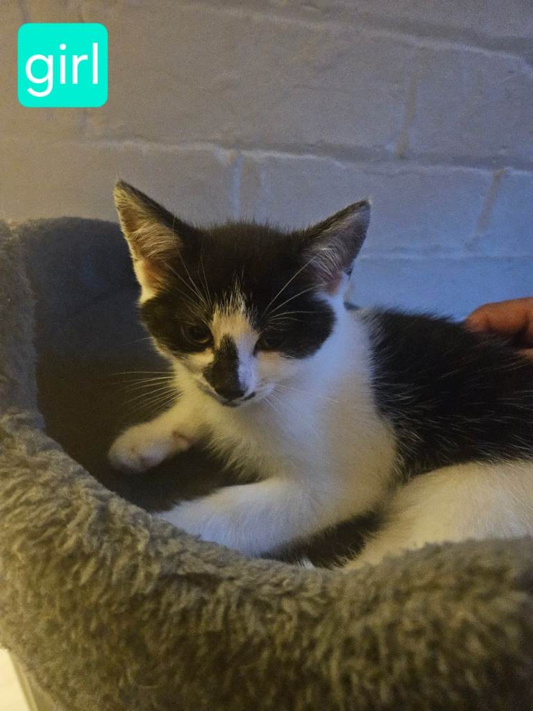 Sweet Black & White Female Kitten Ready for New Home