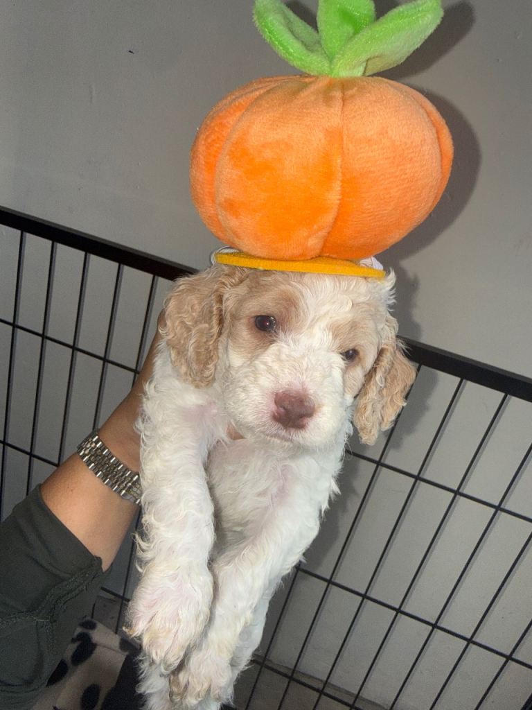 F2 Cockapoo puppies 