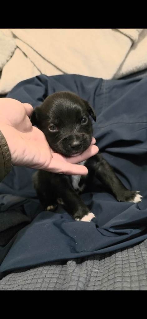 Husky cross cocker spaniel pups