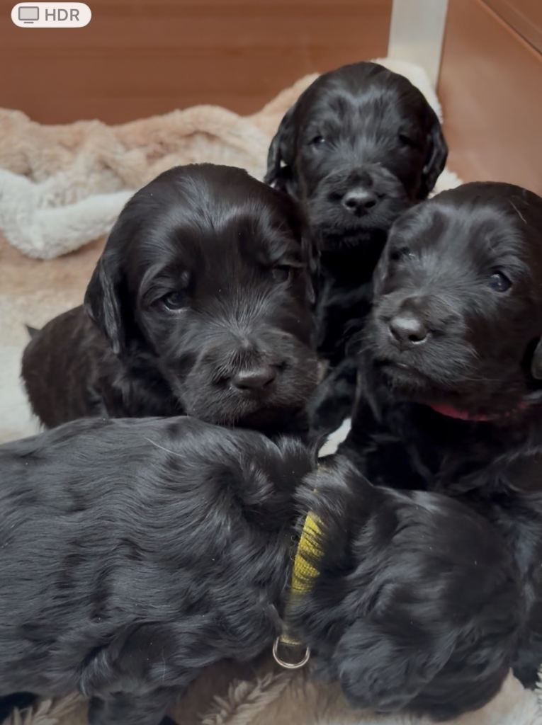 Top quality Goldendoodle puppies fully health tested 