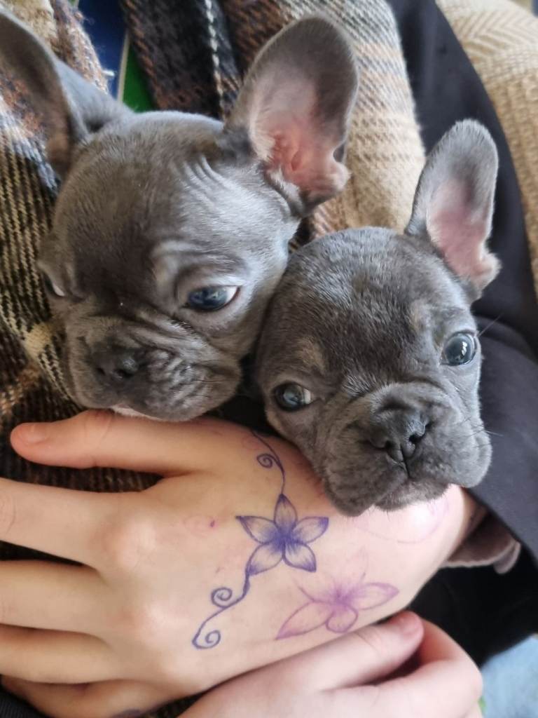 French Bulldog puppies