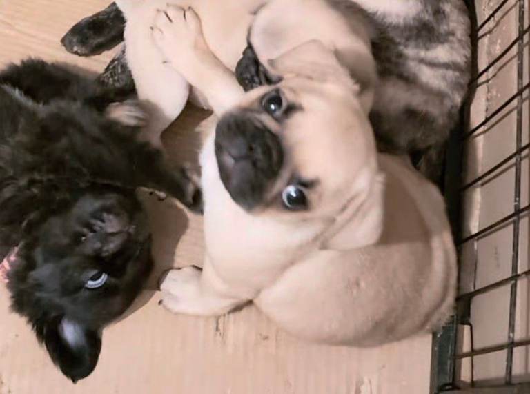 Pug puppies 