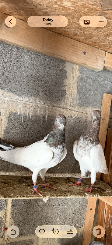 Highflyar pair Pigeons