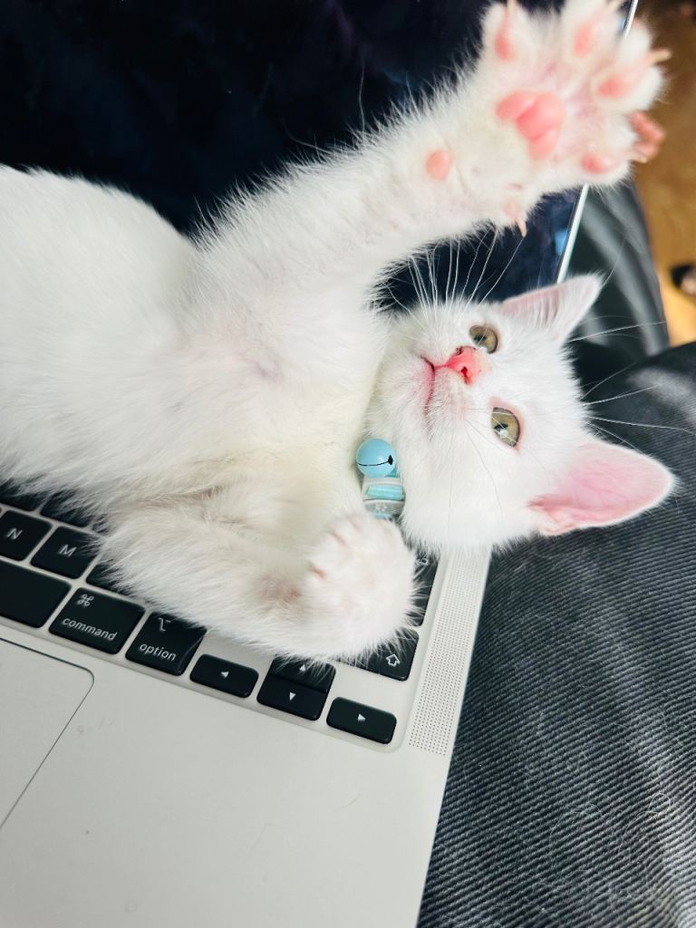 Adorable pure white female girl kitten affectionate
