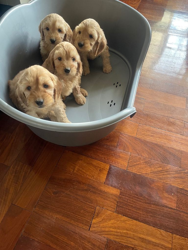 F1 Apricot Cockapoo pups | in Newry, County Down | Gumtree