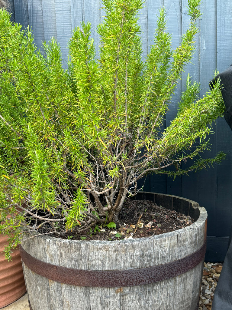 Barrel with large Rosemary herb plant 