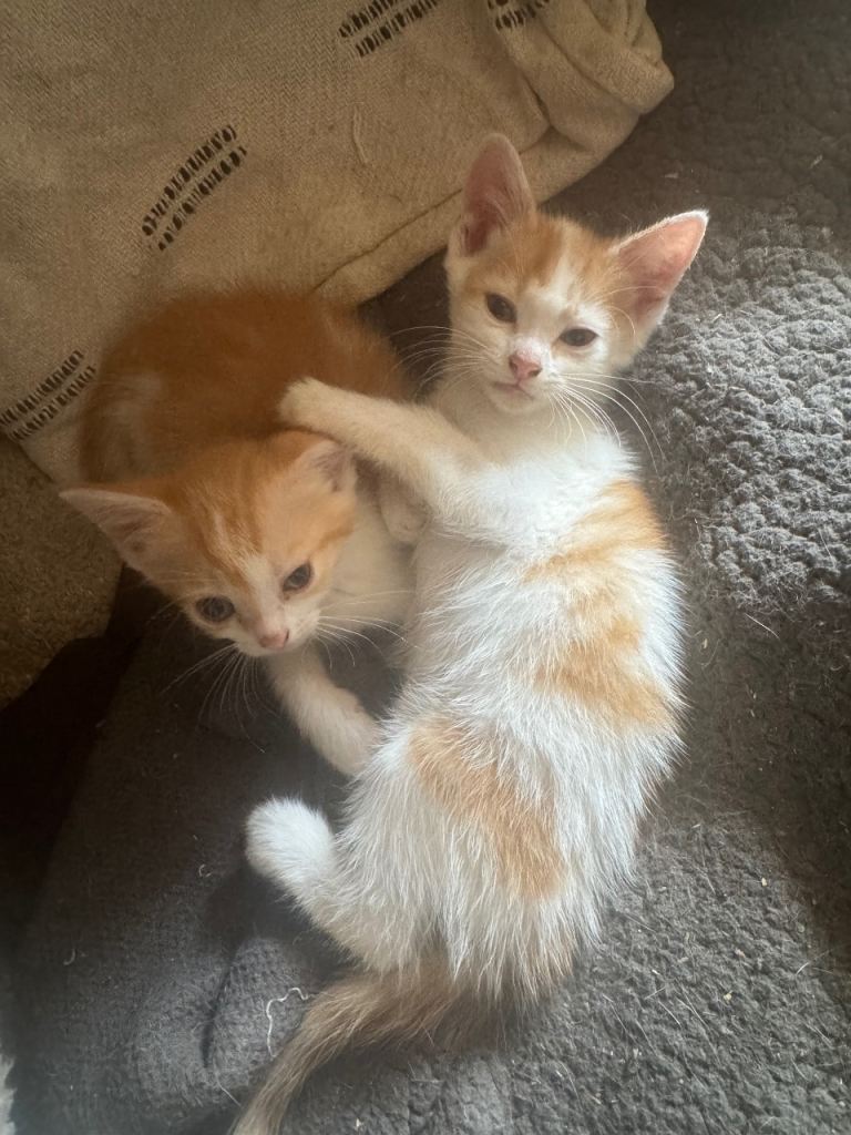 Beautiful kittens 