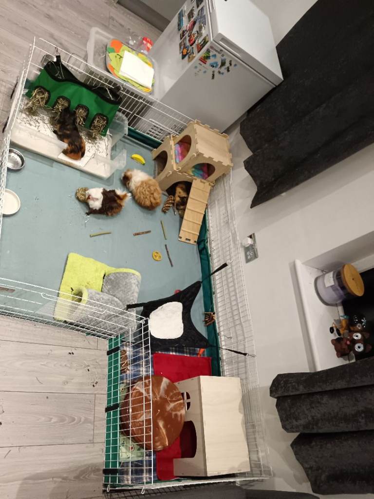 Four guinea pigs female