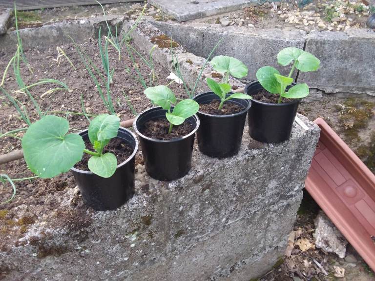 Pumpkin Plant Seedlings in Pots – Ready for Planting