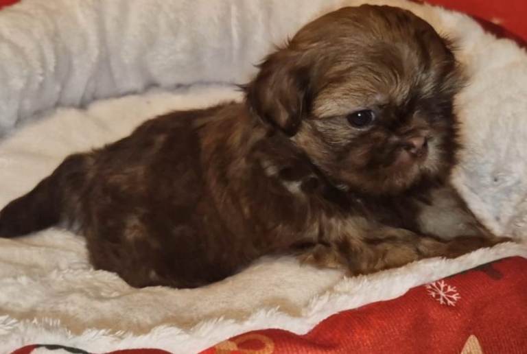 Imperial Shih tzu- Two Beautiful girls left ❤️ 