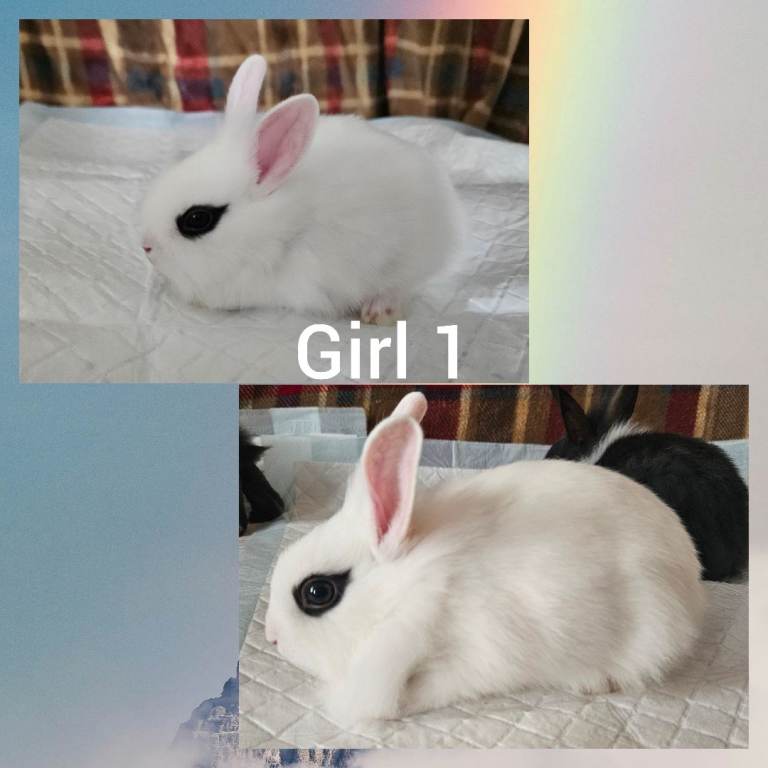 Beautiful netherland dwarf cross single mane lionheads 