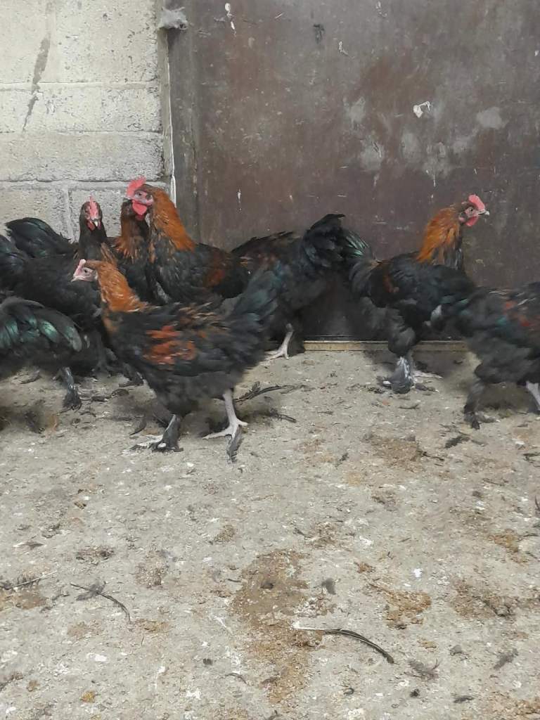 Black copper maran roosters