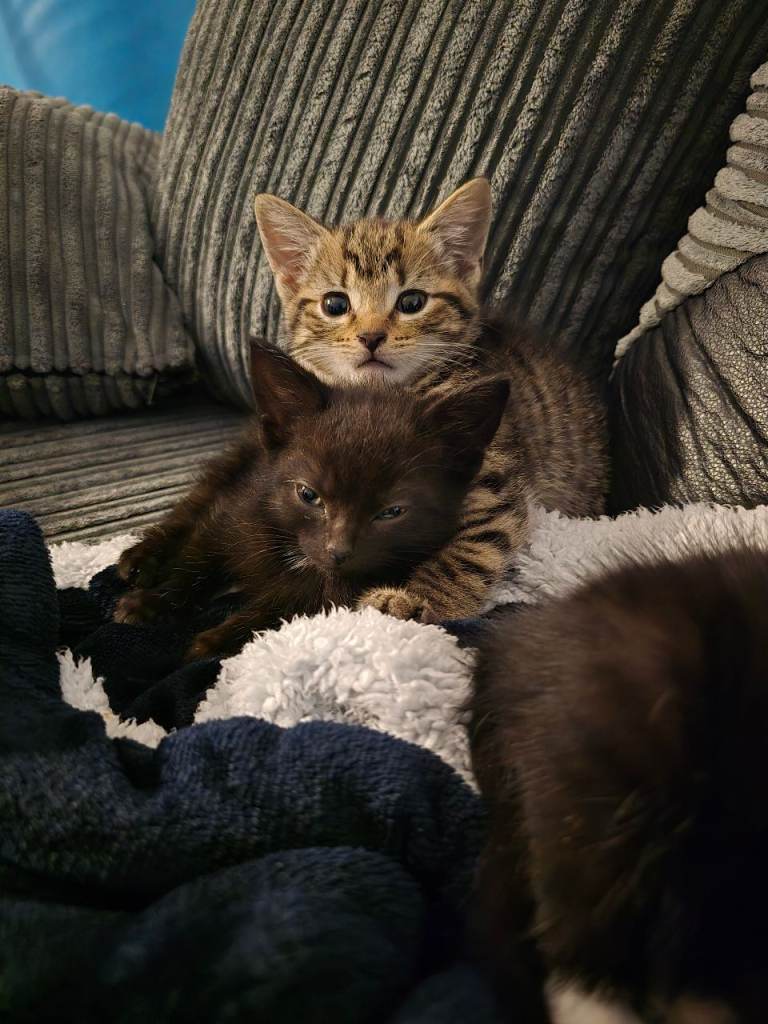 4 stunning kittens