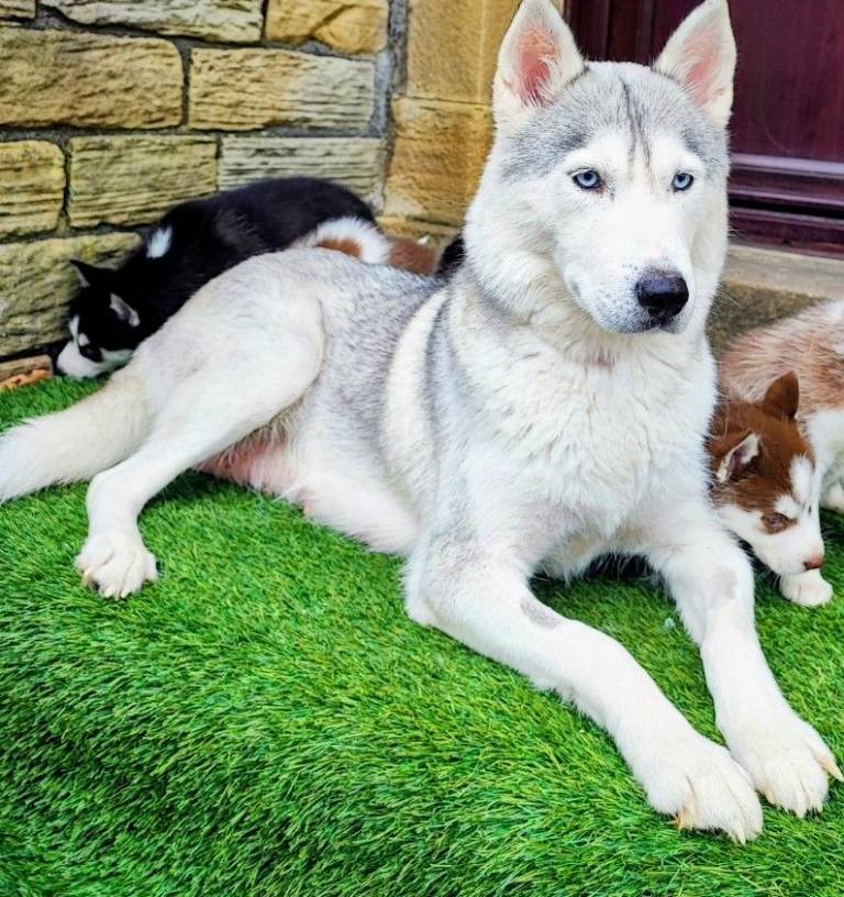 Siberian Husky / Police German Sheperd 