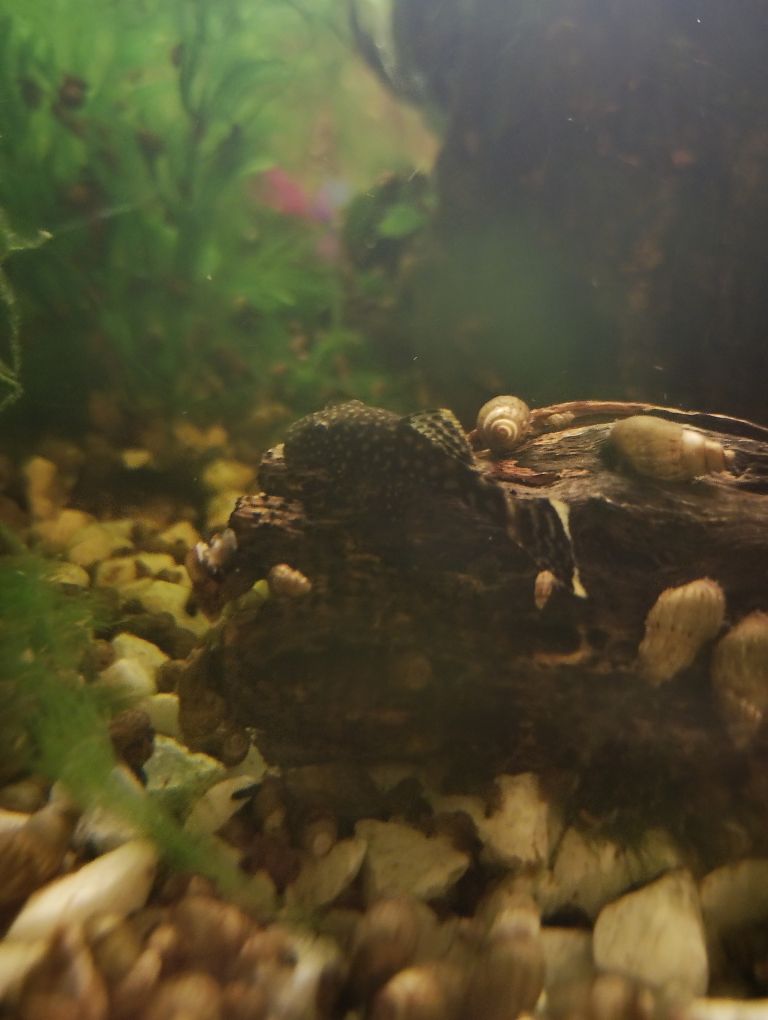 Baby and juvenile bristlenose catfish/plecos