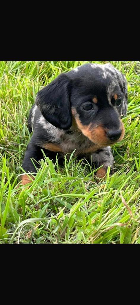 Dachshund puppies