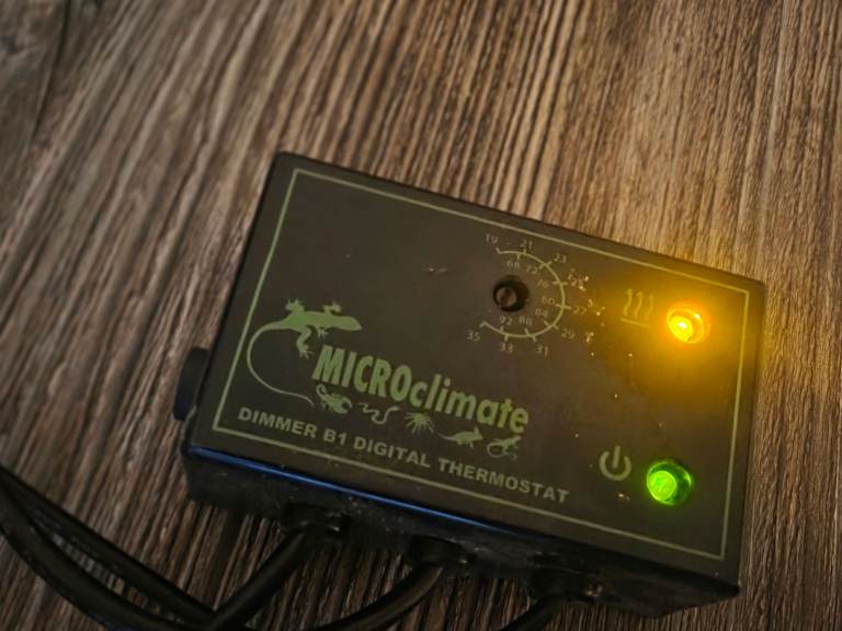 Bearded dragon and vivarium 