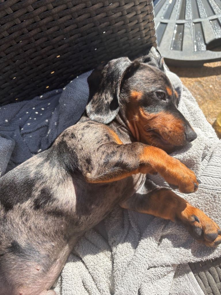 4 month Miniature Dachshaund to rehome 