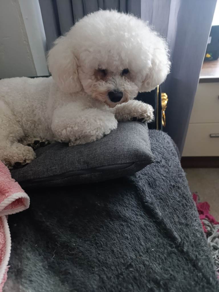 Bishon Frise 