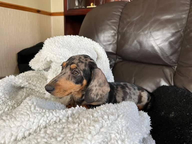 Boy dachshund puppy