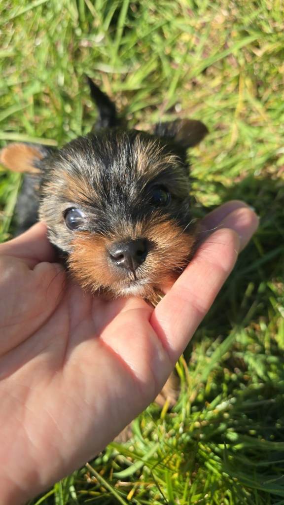 Yorkshire Terrier puppies