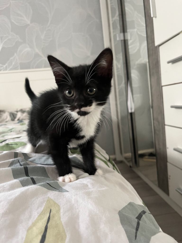 Quarter Bengal Tabby Kitten – Beautiful Bengal Markings – Ready Now
