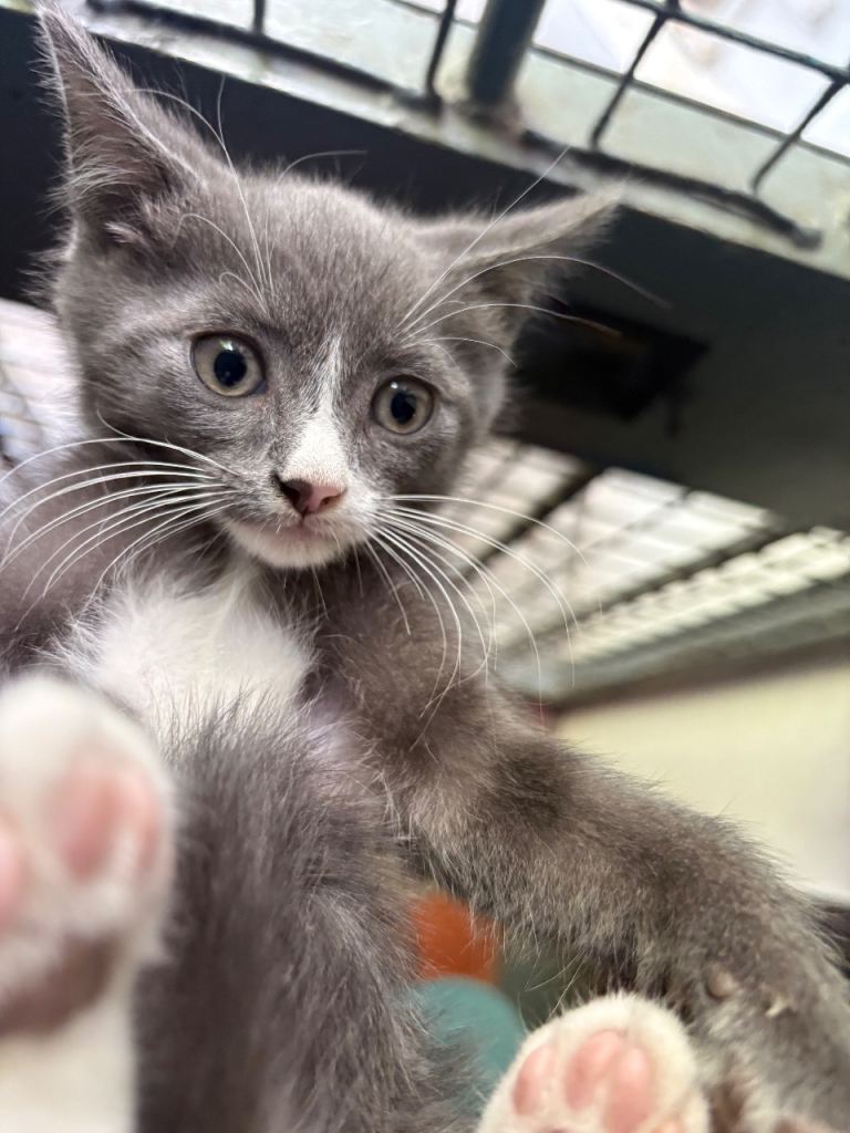 Grey kitten 