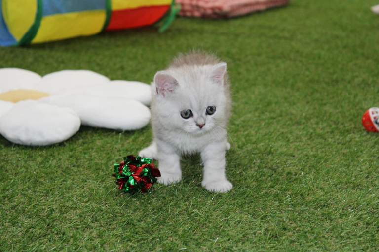 Kitten 