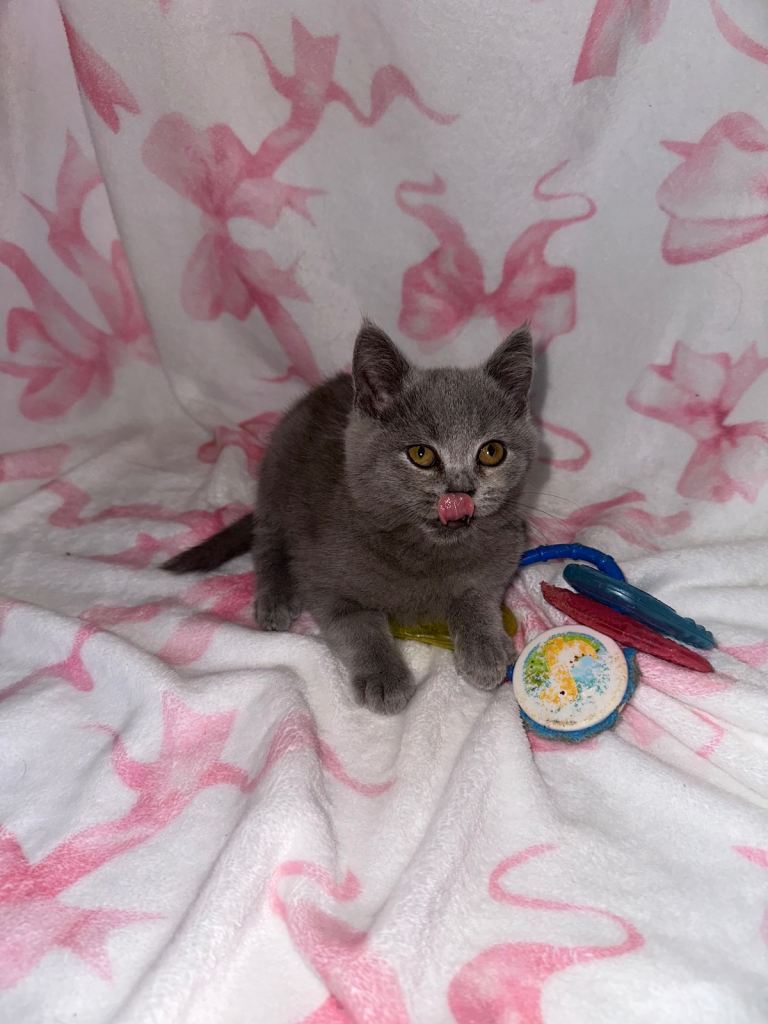 image for British shorthaired kittens 