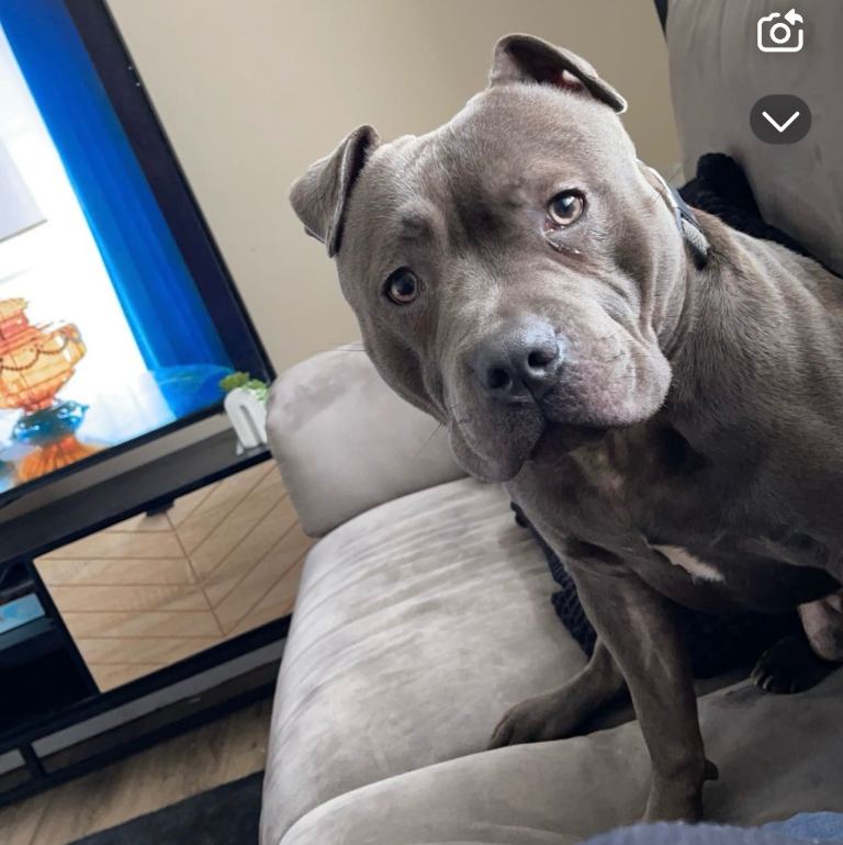 Male blue Staffordshire terrier 