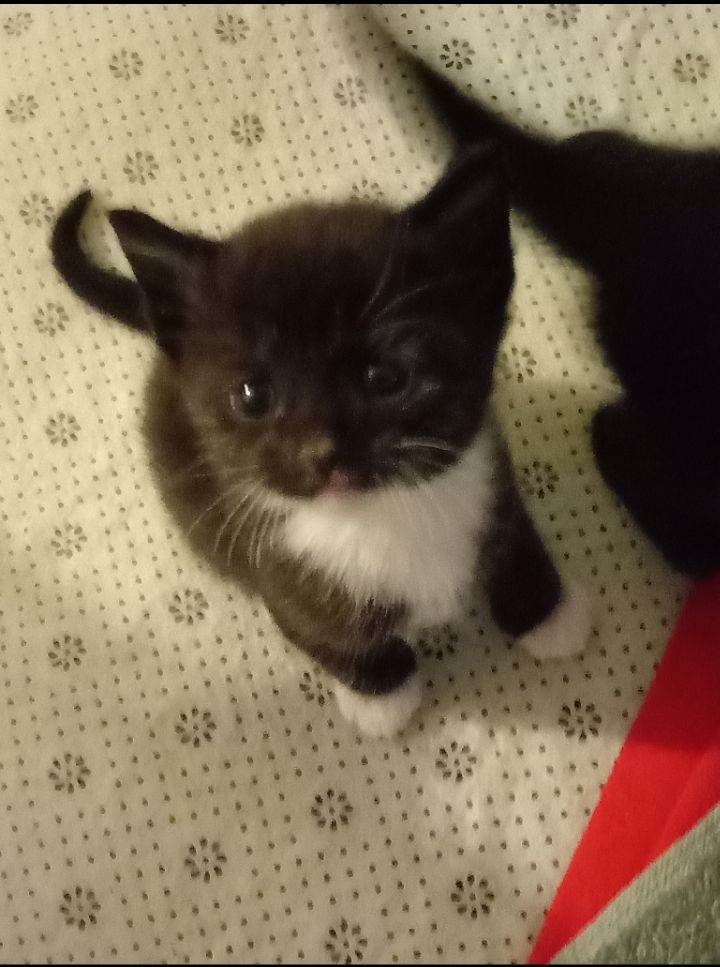 Strong healthy black & white male kitten 