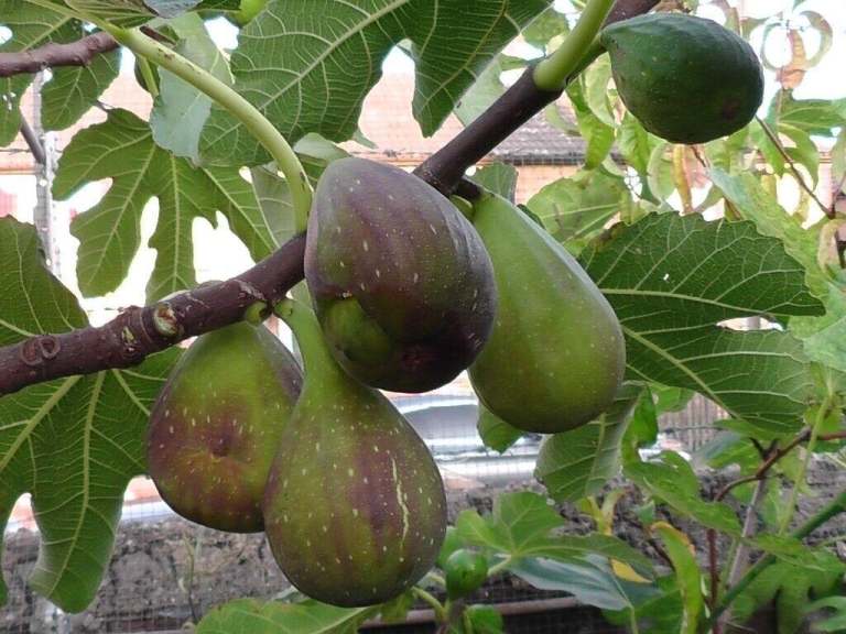 fig tree from Cyprus Lonque D'aout producing long and very tasty figs in 3L pot