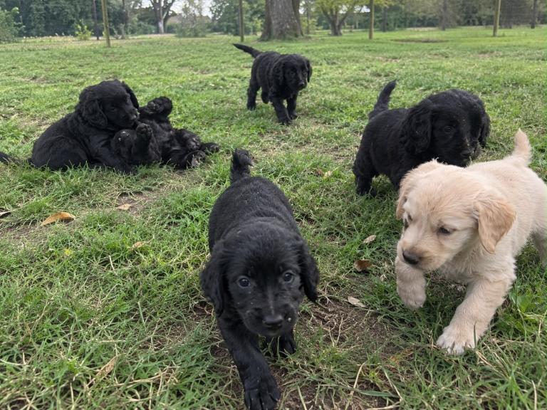 Labrador/poodle Puppies 