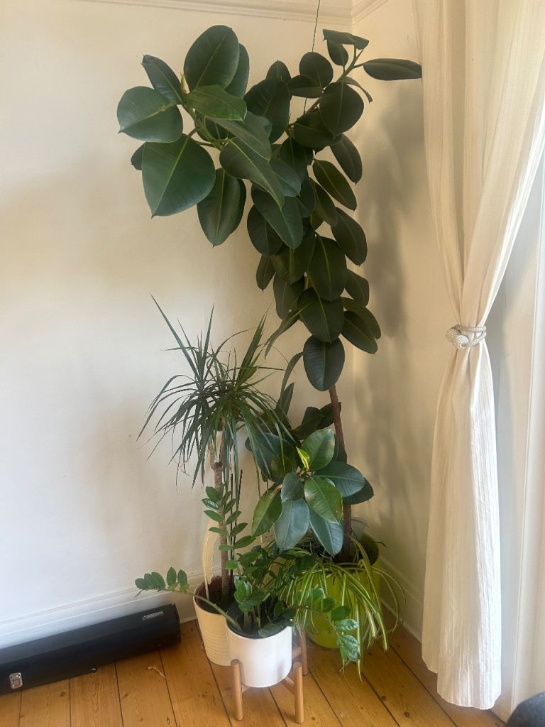 Rubber Plant (Ficus Elastica) plus 2 others