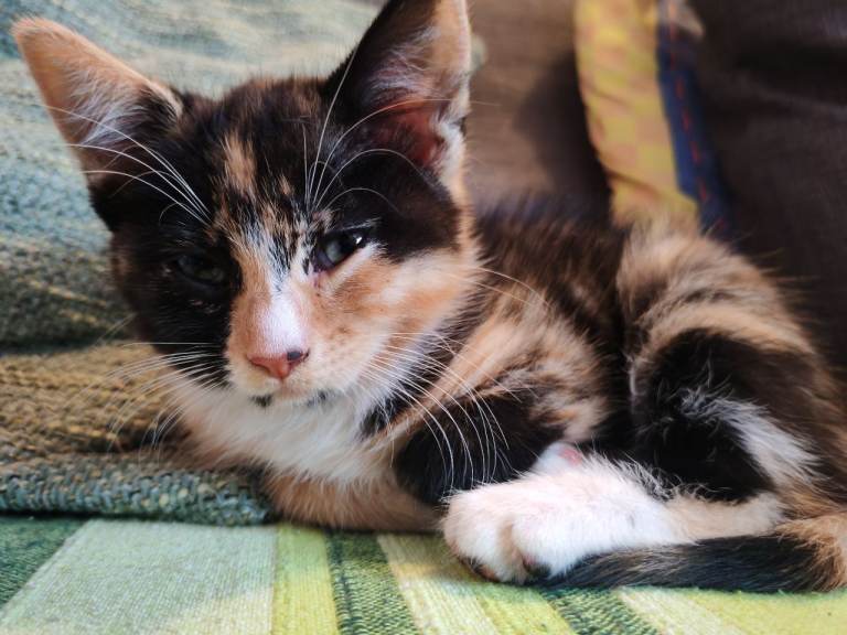 Gorgeous kitten girls, tabby and tortoiseshell 