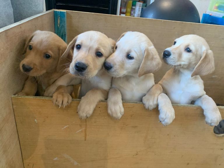 PREMIUM KC REG YELLOW LABRADOR RETRIEVER PUPPIES