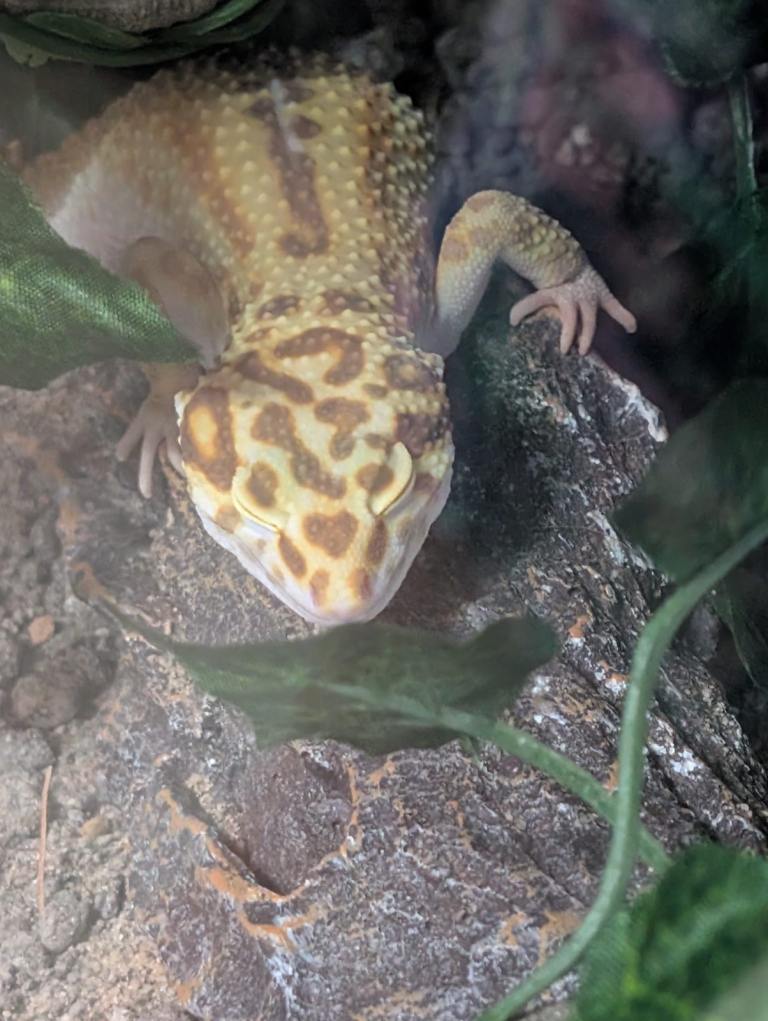 Gecko 
