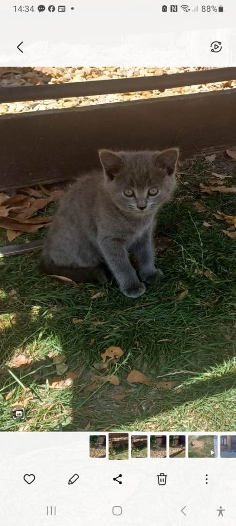 ADORABLE KITTENS FOR SALE. ALL ARE VET CHECKED, LITTER TRAINED AND CAN USE A CAT FLAP.
