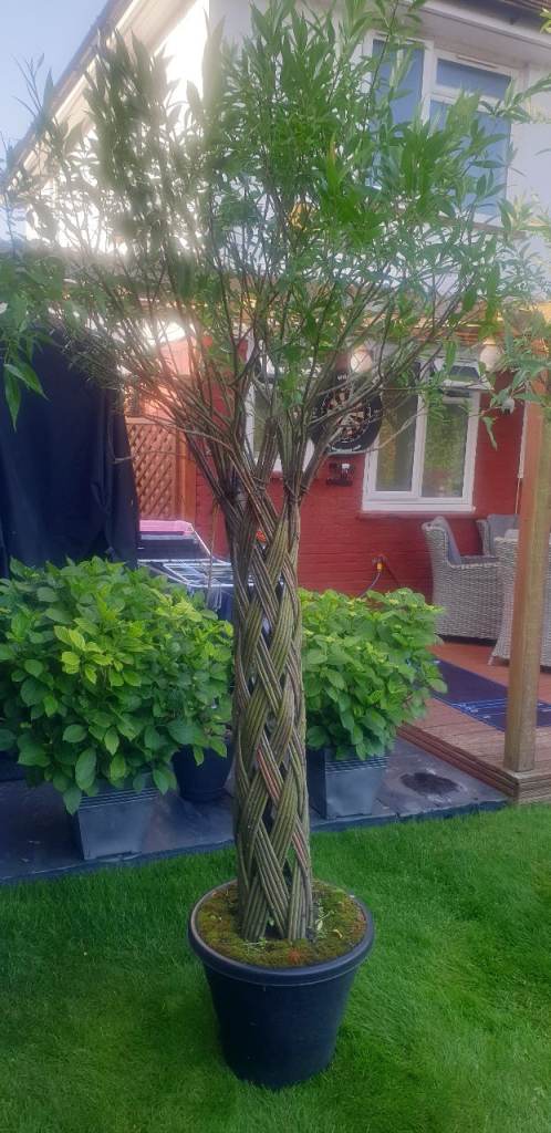 Very large (tall) Braided Willow Trees for sale.