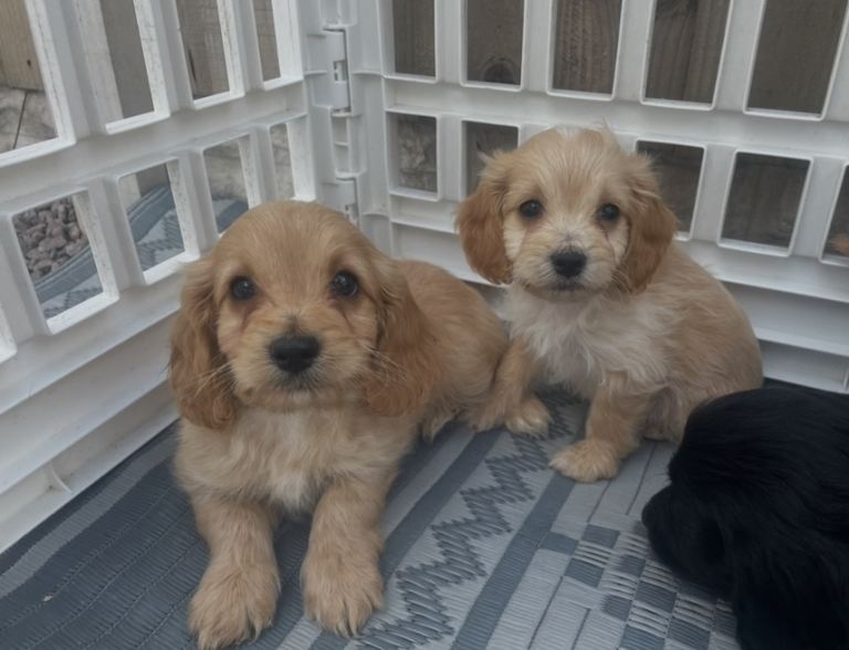 Cockerpoo all reserved