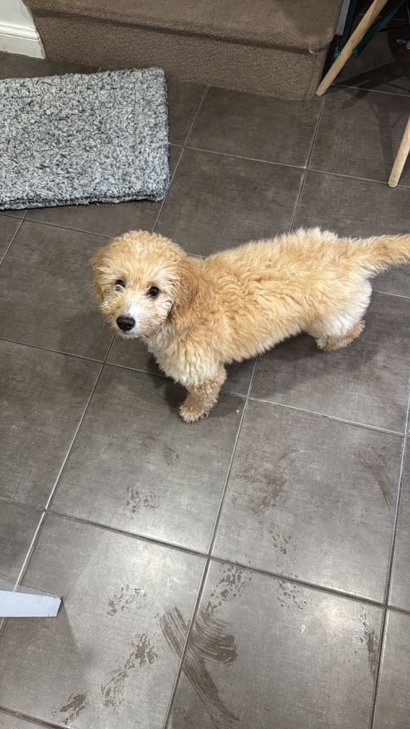 image for Goldendoodle for sale/rehome *pending pick up*