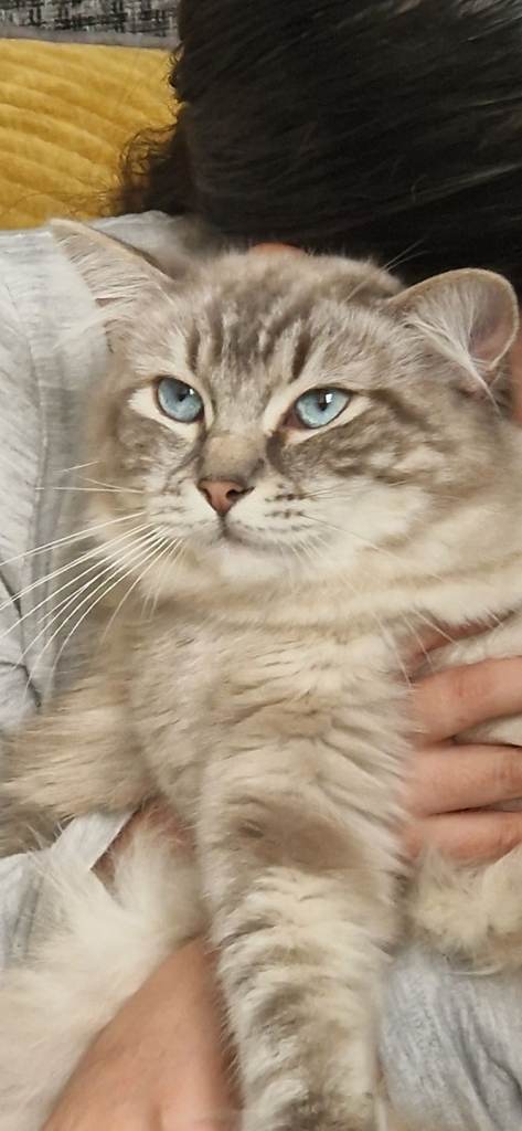Ragdoll Lynx point /mum and daughter 
