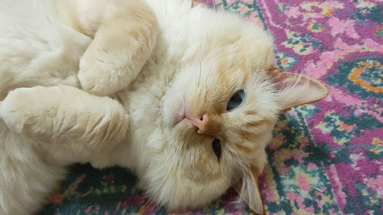 Male Ragdoll cat