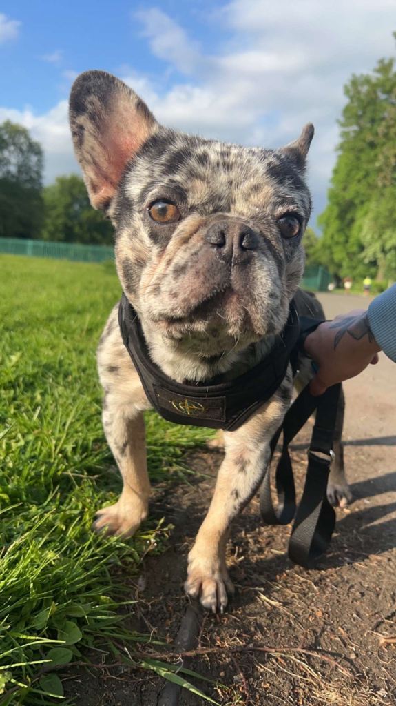 Merle male dog