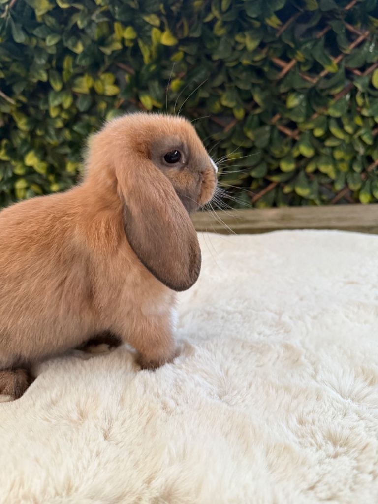 Mini lop
