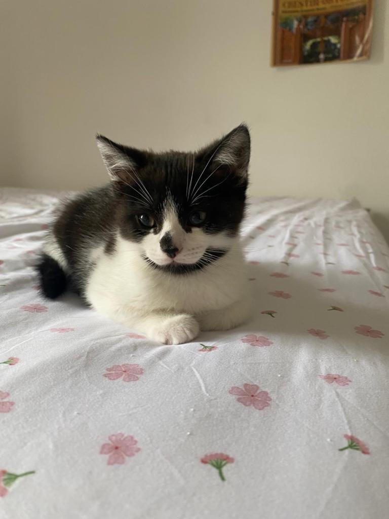BEAUTIFUL KITTEN 😻