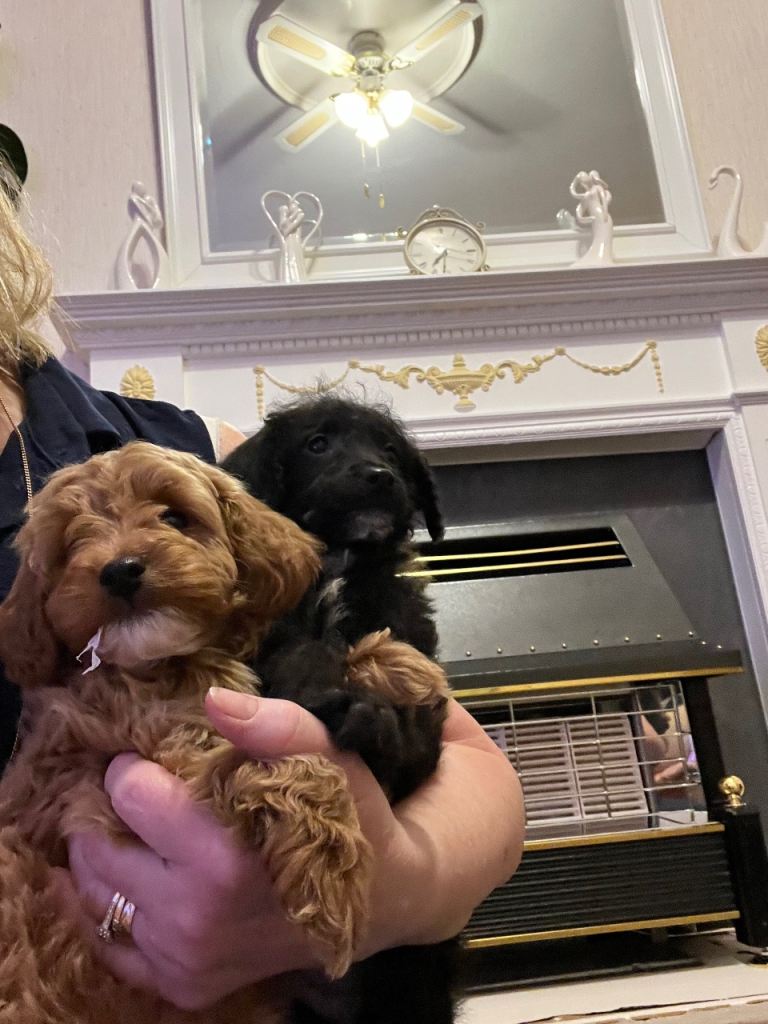 Beautiful Poodle Puppies For sale.