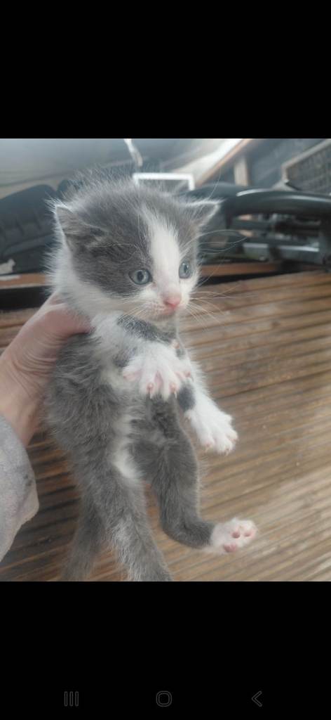 Kittens for sale 