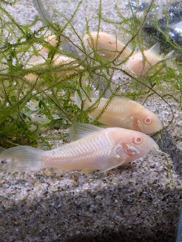 Albino bronze corydoras 
